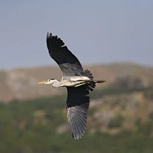 Grey heron (Ardea cinerea) in flight. Cumbria, UK
