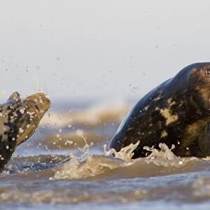 Grey Seal, Halichoerus grypus, male with mouth agape in aggression, female on left with open with mouth being aggressive to male, Lincolnshire, UK (RR)