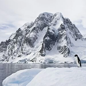 A lone adult Adelie penguin (Pygoscelis adeliae) on an iceberg off Petermann Island, Antarctica