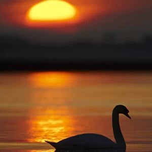 Mute Swan (Cygnus olor) silhouetted against rising sun Angus Scotland, UK