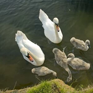 Mute Swans and cygnets