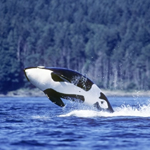 Orca breaching. San Juan Islands, Washington (Restricted Resolution - pls contact us)