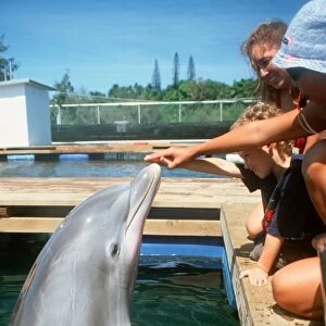 Trainer shows mom and her son how to interact with Bottlenose dolphin, Tursiops truncatus, Oahu, Hawaii