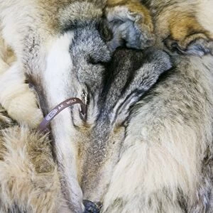 A wolf pelt in the tannery in Shishmaref a tiny island between alaska and siberia in the Chukchi sea is home to around 600 inuits or eskimos. As hunter gatherers their carbon footprint is tiny and as such are least responsible for global warming