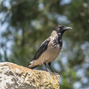 A Hooded Crow perched on a wall on the Mount of Olives in Jerusalem