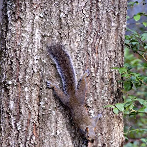 MW - Squirrel on Tree