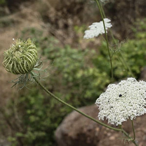 The seed head and flowers of a wild carrot or Queen Annes Lace in the Tel Dan Nature
