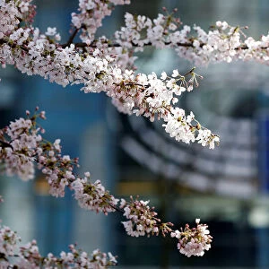 A blooming cherry tree is seen near the EU Parliament on a sunny spring day in Brussels