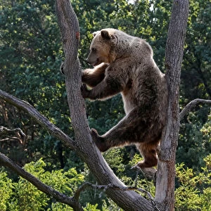 Brown bear is seen in a shelter for bears in the village of Berezivka