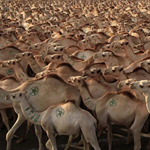 Camels are seen before being exported to Middle East countries, at the loading zone