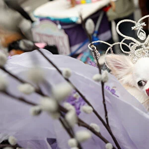 A dog dressed in costume attends the annual Easter Parade