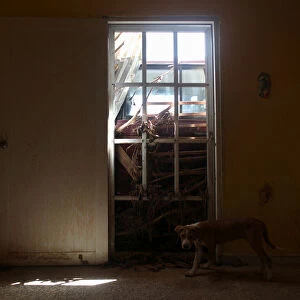 A dog stand inside an abandoned house whose door is blocked by mud and a car, in Utuado