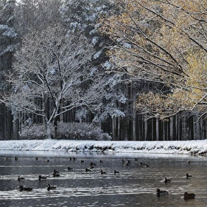 Ducks swim in a lake in a park in Saint Petersburg