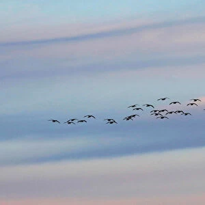 A flock of Canda geese fly at dusk over the Piermont Marsh along the Hudson River in Piermont
