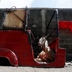 A goat sits inside a body part of a three-wheeler in a Muslim village in Colombo