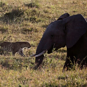 A leopard walks past an elephant in the Msai Mara National Reserve