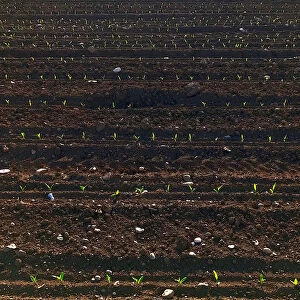Newly planted wheat grows in a field on the outskirts of Flaibano Village