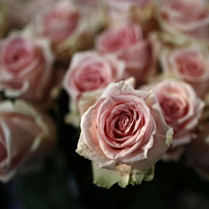Pink roses are pictured at a flower shop on the eve of St Valentines Day in Frankfurt