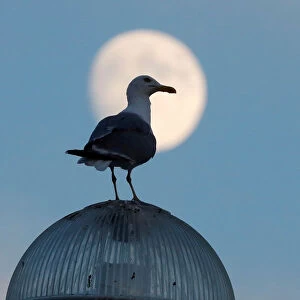 Seagull stands on a street lamp of the Promenade des Anglais as the moon rises