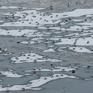 Seagulls stand on the frozen Dnipro River in Kiev