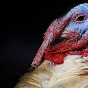 A turkey looks around its enclosure at Seven Acres Farm in North Reading, Massachusetts