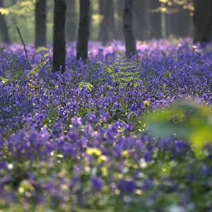 Wild bluebells cover the forest floor in the Hallerbos near Halle