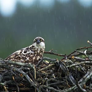 Osprey, Pandion haliaeetus, female brooding young on nest in heavy rain, Finland, July