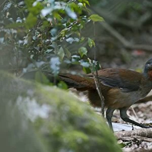 Albert's Lyrebird (Menura alberti) adult male, walking in subtropical rainforest, McPherson Range, Queensland, Australia
