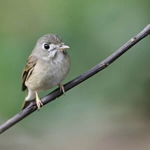 Asian Brown Flycatcher (Muscicapa dauurica) adult, perched on twig in lowland rainforest, Sinharaja Forest Reserve