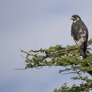 Augur Buzzard (Buteo augur) adult, perched on branch, Lake Nakuru N. P. Great Rift Valley, Kenya, August