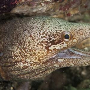 Barred-fin Moray (Gymnothorax zonipectus) adult, close-up of head, with mouth open, Ambon Island, Maluku Islands