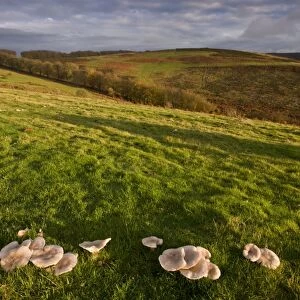 Blewit (Lepista panaeola) fruiting bodies, group growing as fairy ring in grassland habitat, Quantock Hills, Somerset