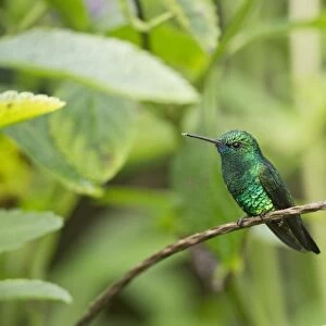 Blue-chinned Sapphire (Chlorestes notatus) adult male, perched on stem, Trinidad, Trinidad and Tobago, November