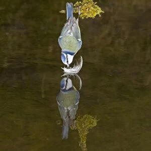 Blue Tit (Parus caeruleus) adult, collecting feather from surface of water, hanging over pool with reflection, Suffolk, England, april