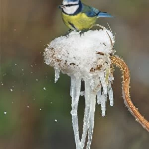 Blue Tit (Parus caeruleus) adult, feeding, perched on Common Teasel (Dipsacus fullonum) seedhead covered with snow and icicles, Leicestershire, England, december