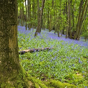 Bluebell (Endymion non-scriptus) flowering, mass growing in deciduous woodland habitat, Middleton Woods, Cumbria