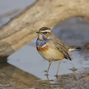 Bluethroat (Luscinia svecica) adult male, standing in shallow water, Long Valley, New Territories, Hong Kong, China