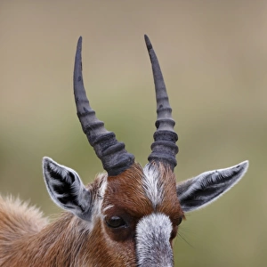 Bontebok (Damaliscus pygargus pygargus) juvenile, close-up of head, Bontebok N. P. Western Cape, South Africa, September
