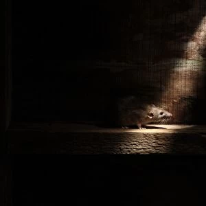 Brown Rat (Rattus norvegicus) adult, standing in shaft of light, England, august (captive)