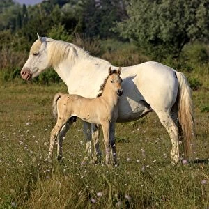 Camargue Horse, mare and foal, standing on grass, Saintes Marie de la Mer, Camargue, Bouches du Rhone, France