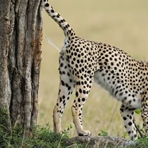 Cheetah (Acinonyx jubatus) adult male, scent marking, spraying tree trunk with urine, Masai Mara, Kenya