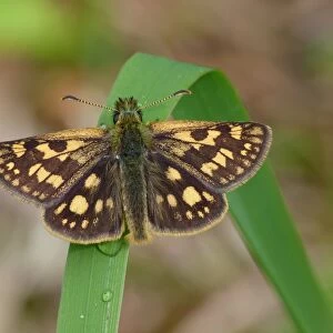 Chequered Skipper (Carterocephalus palaemon) adult male, resting on grass leaf with early morning dew, Dolomites