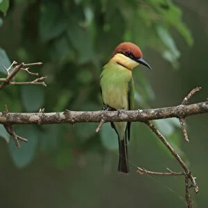 Chestnut-headed Bee-eater (Merops leschenaulti) adult, perched on branch, Sri Lanka, February