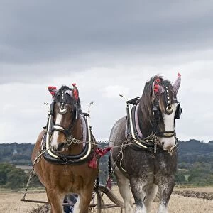 Clydesdale Horse, two adults, working, team at ploughing match, Hampshire, England
