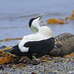 Common Eider (Somateria mollissima) adult pair, in courtship display on beach, Varanger Peninsula, Finnmark, Norway