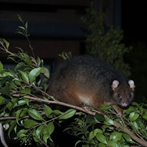 Common Ringtail Possum (Pseudocheirus peregrinus) adult, climbing on branch at night, Queensland, Australia