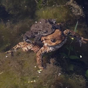 Common Toad (Bufo bufo) adult pair, mating underwater, Norfolk, England, march
