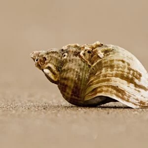 Common Whelk (Buccinum undatum) empty shell, on sandy beach, Titchwell, Norfolk, England, february