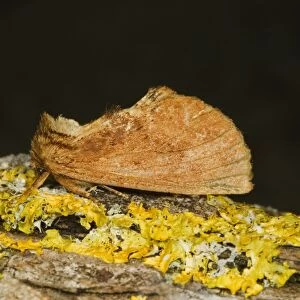 Coxcomb Prominent (Ptilodon capucina) adult, resting on lichen, Norfolk, England, july