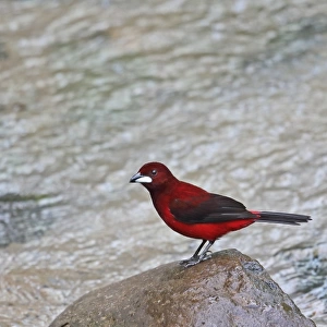 Crimson-backed Tanager (Ramphocelus dimidiatus dimidiatus) adult male, standing on rock in river, Canopy Lodge
